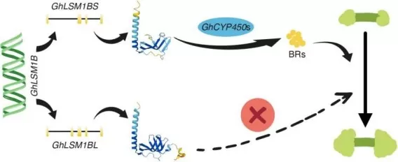GhLSM1B splicing regulates cotton somatic embryogenesis through CYP450-mediated BR synthesis.